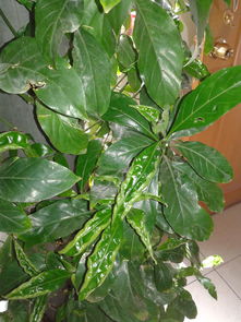 可以代替养花阳光照射的东西