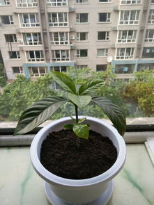 为什么有的人养花不开花