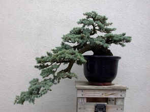 盆景制作家庭养花