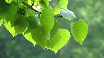 碎纸屑能养花吗