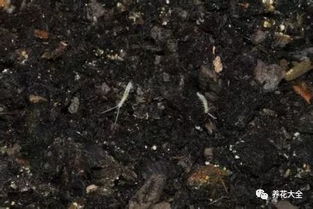 养花的土里有小白虫怎么办