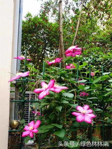 我爱花.所以也爱养花