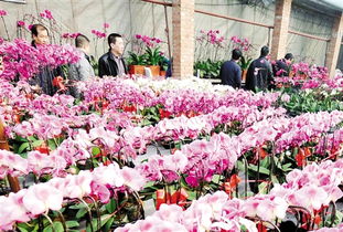 太原养花基地