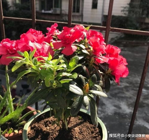 用泡苹果的水养花好吗