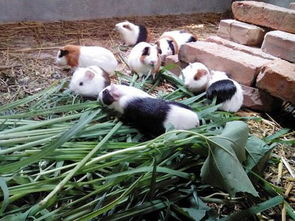 重庆农村能养花毛豚吗