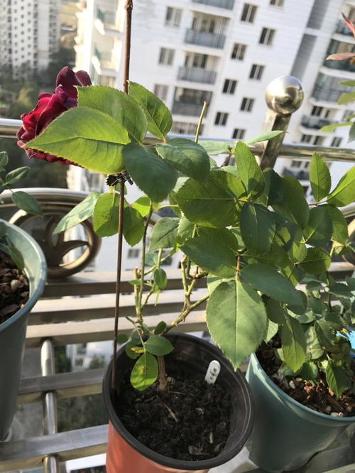 开空调养花注意什么
