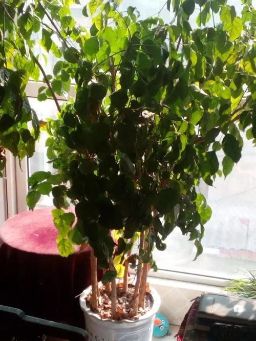 梦见养花花草草