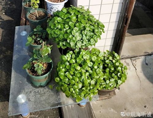 男生为什么喜欢养花