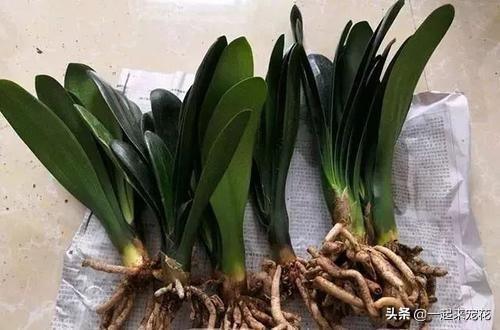松针不用土能养花吗