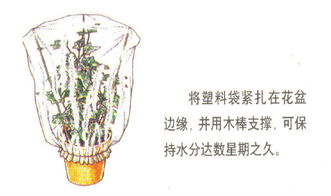 家庭养花电动自动浇水