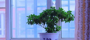 家里养花好吗风水