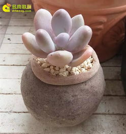 家里有猫怎么养花