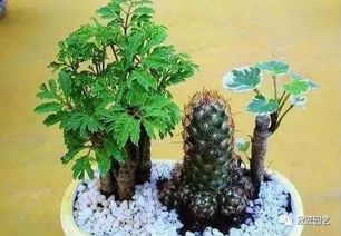 养花知识大全桂花