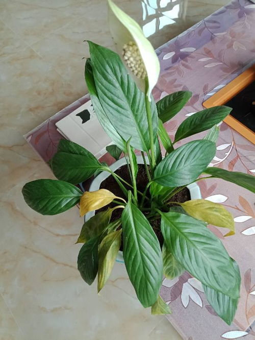 怎么样养花花才不会枯萎