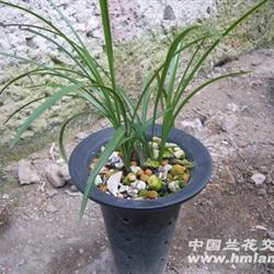 沁心园养花肥料