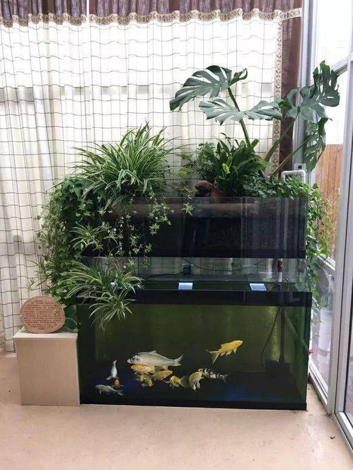 鱼缸上滤还能养花