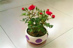 玫瑰鲜花浸水养花