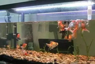 养花的水必须困吗