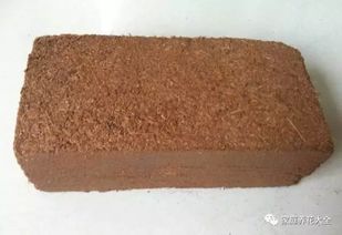 写一篇关于养花的作文