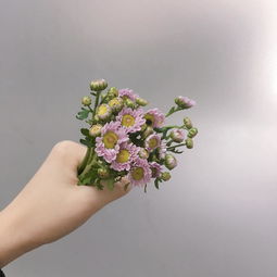《养花》片段