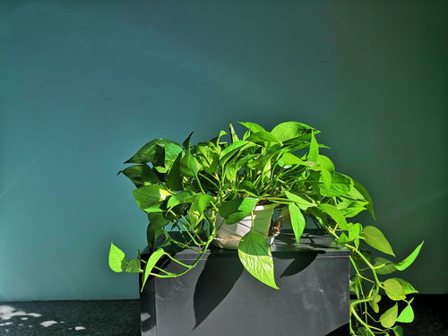 养花破折号作用