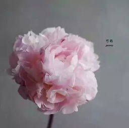 怎样养花知识芍药
