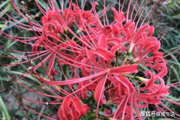 多元尿素养花怎么样