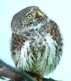 养花头鸺鹠违法吗