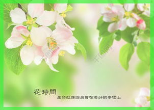 领养花祝福语