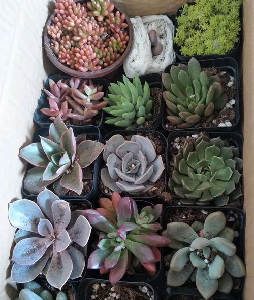 椰砖加麦饭石养花