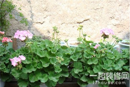 养花知识技巧之浇花常用方法