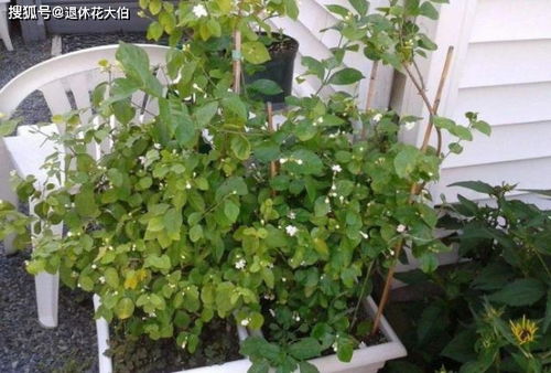 养花粗砂到底是多粗