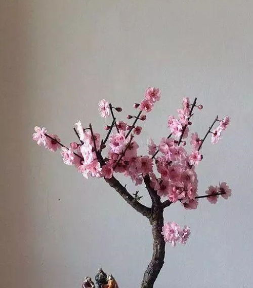 麦麸子能养花吗