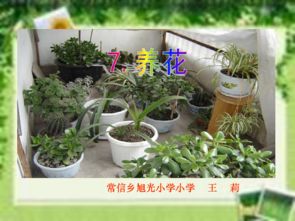 六级语文养花