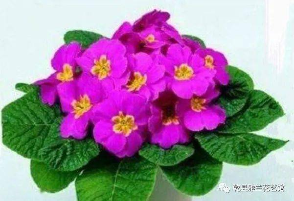 冬季养花温度