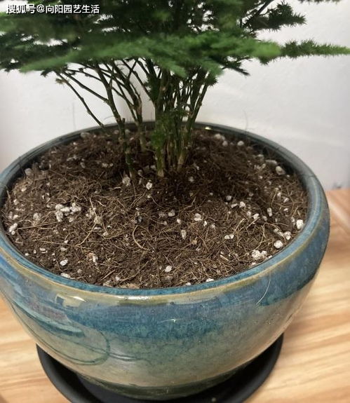 营养花土的价格