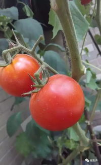 养花种植菜什么肥料最好