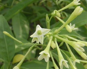 夏季养花除虫