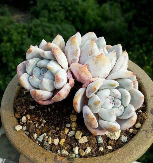 家里养花有多很多多角虫