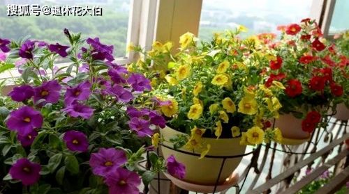二级写养花种草