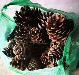 松球如何发酵养花