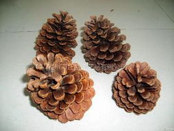 松果能当养花的植料吗