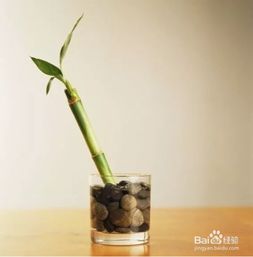 用维生素养花