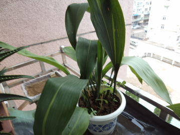 园艺土可直接养花吗