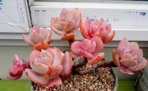 养花的彩色颗粒