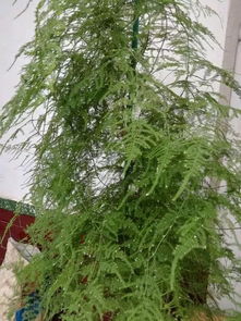 火龙果皮怎么养花