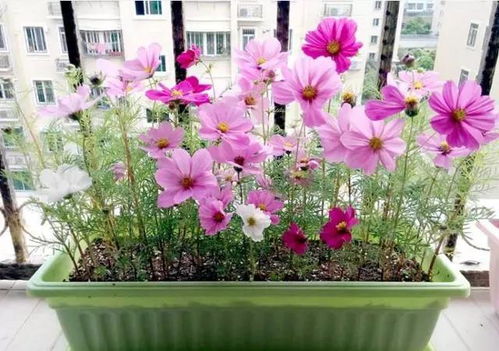 筐子怎么养花