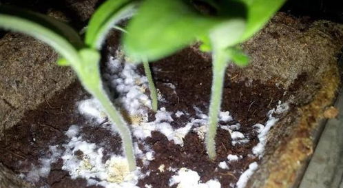 养花土壤里有白蚂蚁