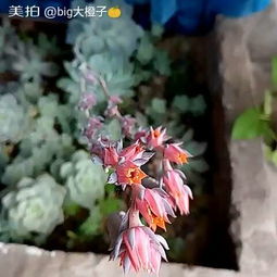 爱养花的小小陆陆