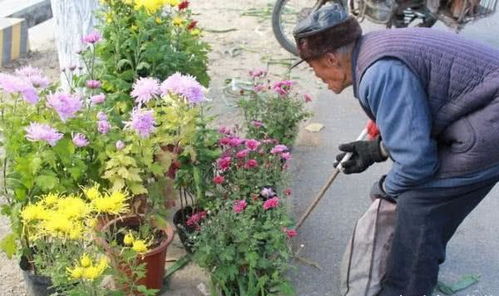 养花养鱼寓意